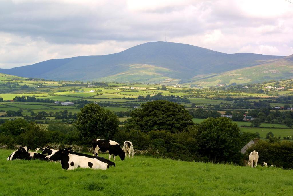 Brandon View House B&B Graiguenamanagh Buitenkant foto