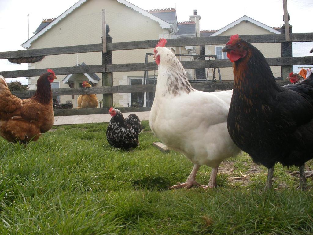 Brandon View House B&B Graiguenamanagh Buitenkant foto